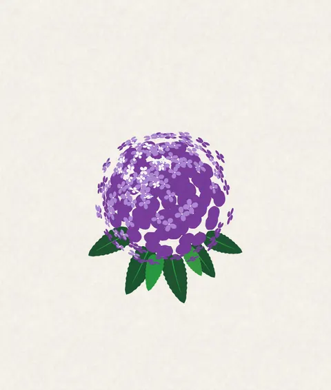 A violet hydrangea flower head