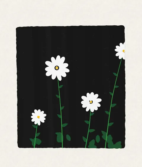 White daisies on a black background